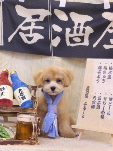 20240627マロンくん